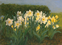 Daffodils