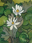 bloodroot