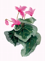 cyclamen