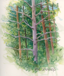 pine tree sketch