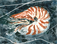chambered nautilus monotype
